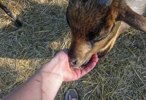 chevre camping