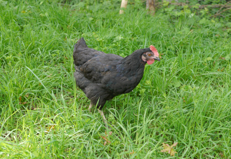 poule mini-ferme